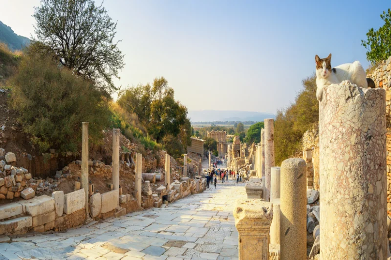 Calle antigua de piedra en ruinas arqueológicas con gato blanco posado en columna de mármol.